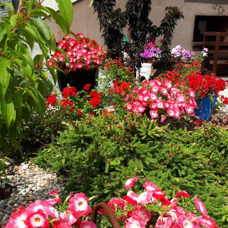 Fragment rabaty czerwonej