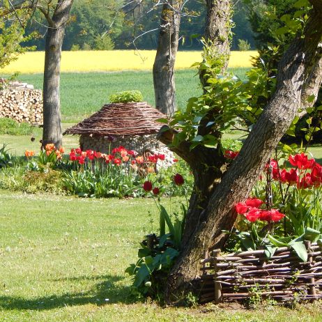 Tulipanowy bum