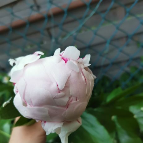 Peonia