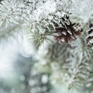 Zimą usuwamy czapy śniegu z drzew i krzewów