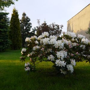 Rododendron biały.