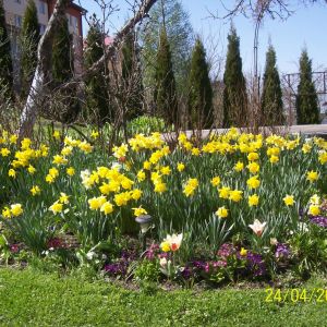 Wiosenna rabata - żonkile, pierwiosnki, tulipany