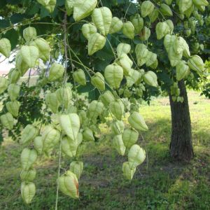 fajne drzewo - nie wiem, jak się nazywa, ale ma efektowne nasienniki ;-)