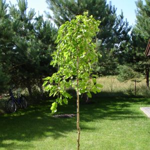 1. Morwa biała pendula.