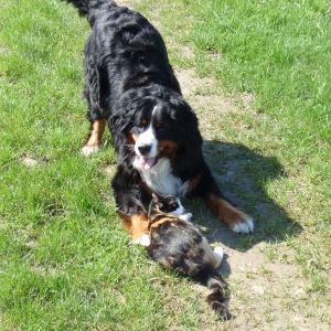 Jak pies z kotem! 
Nasze dwa łaciate zwierzaki 