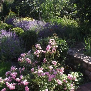 zaproszenie do sadu w którym królują pigwy i pigwowce,a w tym roku po raz pierwszy owocuje dereń jadalny i brzoskwinia