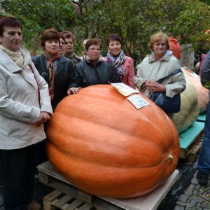 Konkurs na największą dynię.
