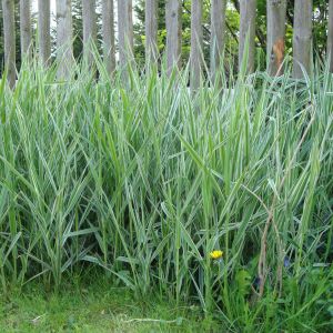 Mozga trzcinowata Phalaris arundinacea sprawdza się jako roślina nadwodna, okrywowa, zadarniająca i maskująca.