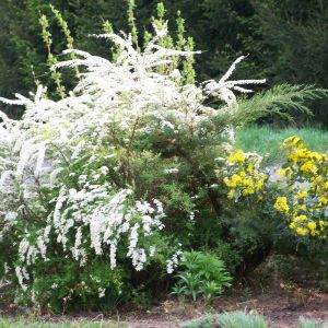 Tawuła szara, krzew szybko rosnący i nie wymagający jak chodzi o glebę