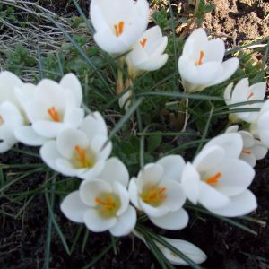 Krokusy