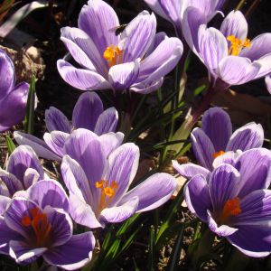Krokusy