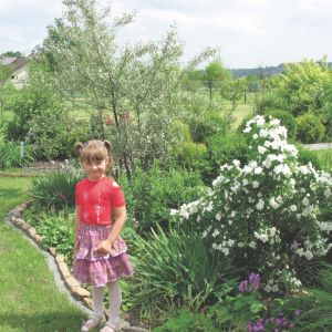 Moja córka zachwyca się kwiatami odmiany 'Manteau d'Hermine', które pięknie pachną.
