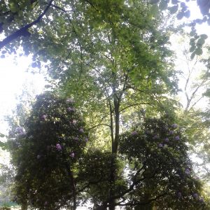RODODENDRONY
PRZY PALMIARNI