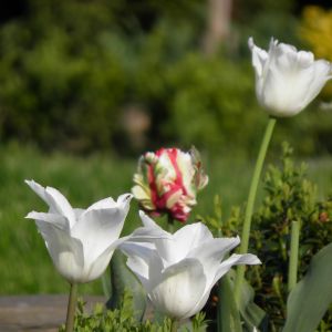 tulipki