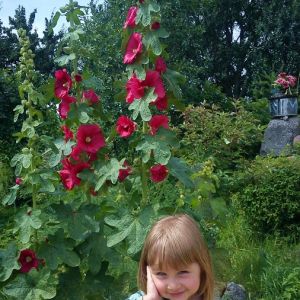 Kwitnące malwy przy drodze wjazdowej na podwórko.