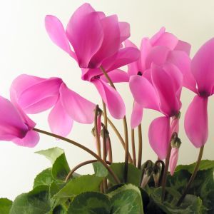 Cyklamen perski jest w naszym klimacie uprawiany jako roślina doniczkowa, która kwitnie od października do kwietnia (zdj. Fotolia.com.). 
