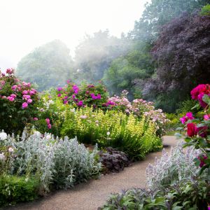 Piękno i harmonia rabat kwiatowych nie są dziełem przypadku, ale odpowiedniego doboru roślin, także pod kątem kolorystyki. Jeśli jesteśmy miłośnikami róż, to bogactwo odmian i barw na pewno zainspiruje każdego ogrodnika (zdj. Fotolia.com).