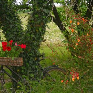 Stary rower (Ukraina) wiosną jako kwietnik.