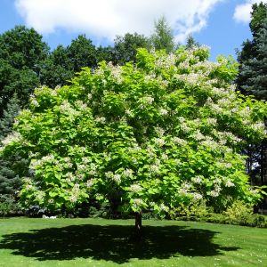 Centralny punkt ogrodu - żółta katalpa
