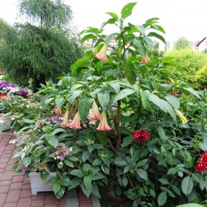 Datura