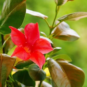Sundavilla (zdj.: Fotolia.com)