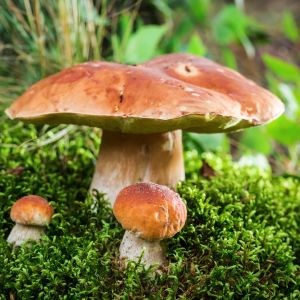 Boletus z rodziny borowikowatych (zdj.: Fotolia.com)