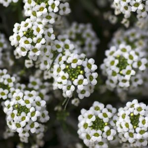 Smagliczka nadmorska Lobularia maritima (zdj.: Fotolia.com)