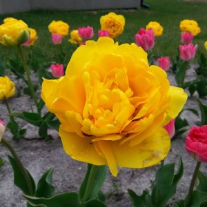 tulipany