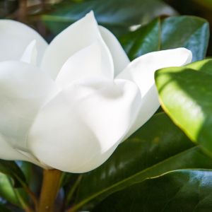 Magnolia Magnolia grandiflora (zdj.: Fotolia.com)