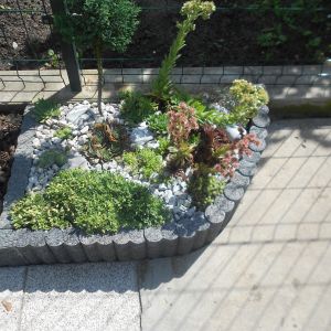 Skalniaczek powiększony