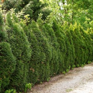Żywopłot z tui (żywotników) (zdj.: Fotolia.com)