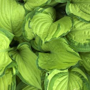 Funkia Hosta (zdj.: Fotolia.com)
