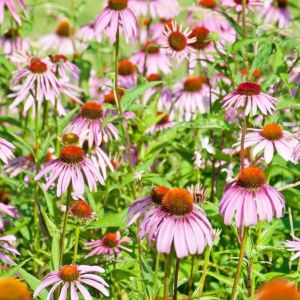 Jeżówka purpurowa Echinacea purpurea (zdj.: Fotolia.com)