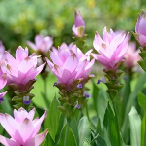 Kurkuma Curcuma (zdj.: Fotolia.com)