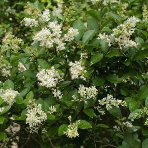 Ligustrum vulgare (zdj.: Fotolia.com)