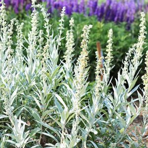 Na pierwszym planie czyściec wełnisty Stachys Byzantina (zdj.: Fotolia.com)