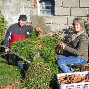 Obcinanie naci z marchewki.