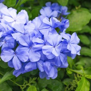 Ołownik Plumbago auriculata (zdj.: Fotolia.com)
