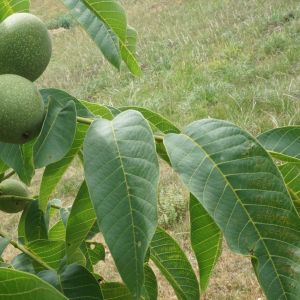 Orzech włoski Juglans regia (zdj.: Fotolia.com)