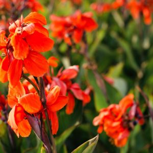 Pacioreczniki (zdj.: Fotolia.com)