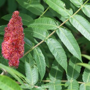 Sumak octowiec Rhus typhina (zdj.: Fotolia.com)