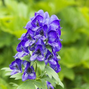 Tojad Aconitum napellus (zdj.: Fotolia.com)