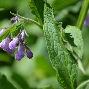 Żywokost (zdj.: Fotolia.com)