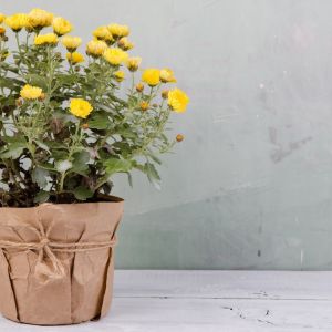 Chryzantema w doniczce (zdj.: Fotolia.com)