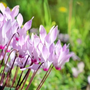 Cyklameny dyskowate (Cyclamen coum) (zdj.: Fotolia.com)