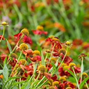 Dzielżany Helenium (zdj.: Fotolia.com)