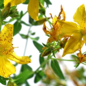 Dziurawiec zwyczajny Hypericum perfortum (zdj.: Fotolia.com)