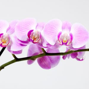 Kwiaty storczyka Orchis (zdj.: Fotolia.com)