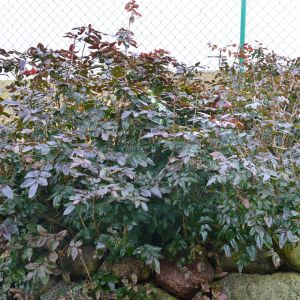 Mahonia - pospolita jest bardzo popularnym zimozielonym krzewem liściastym. Osiąga 1 m wysokości. Listki błyszczące, ciemnozielone, na brzegu kolczasto zębate. Gdy przychodzą niskie temperatury, przebarwiają się na kolor czerwonobrunatny.