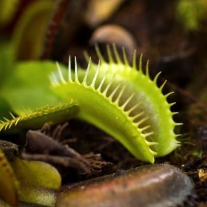 Muchołówka Dionaea muscipula (zdj.: Fotolia.com)
